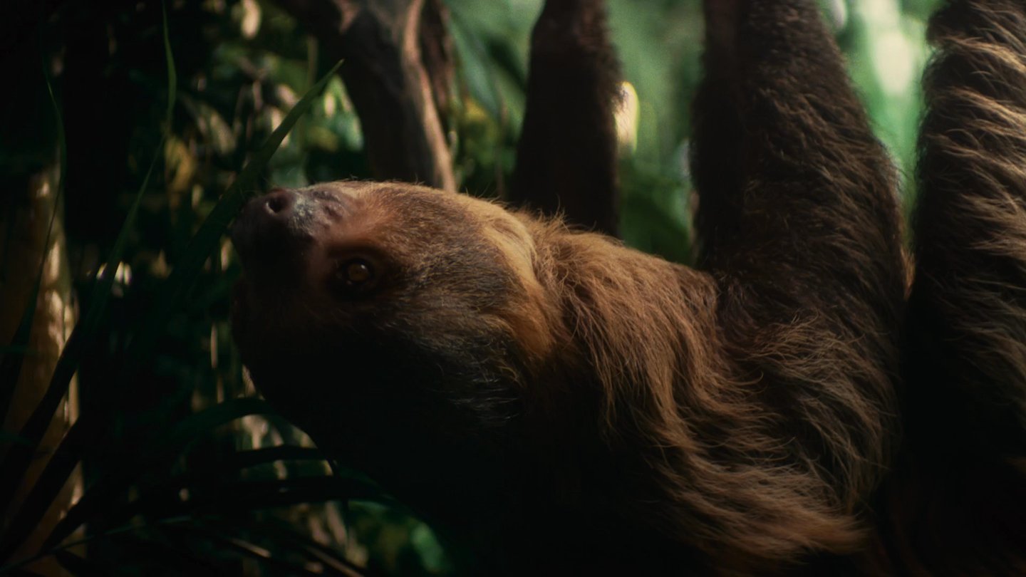 Sloth