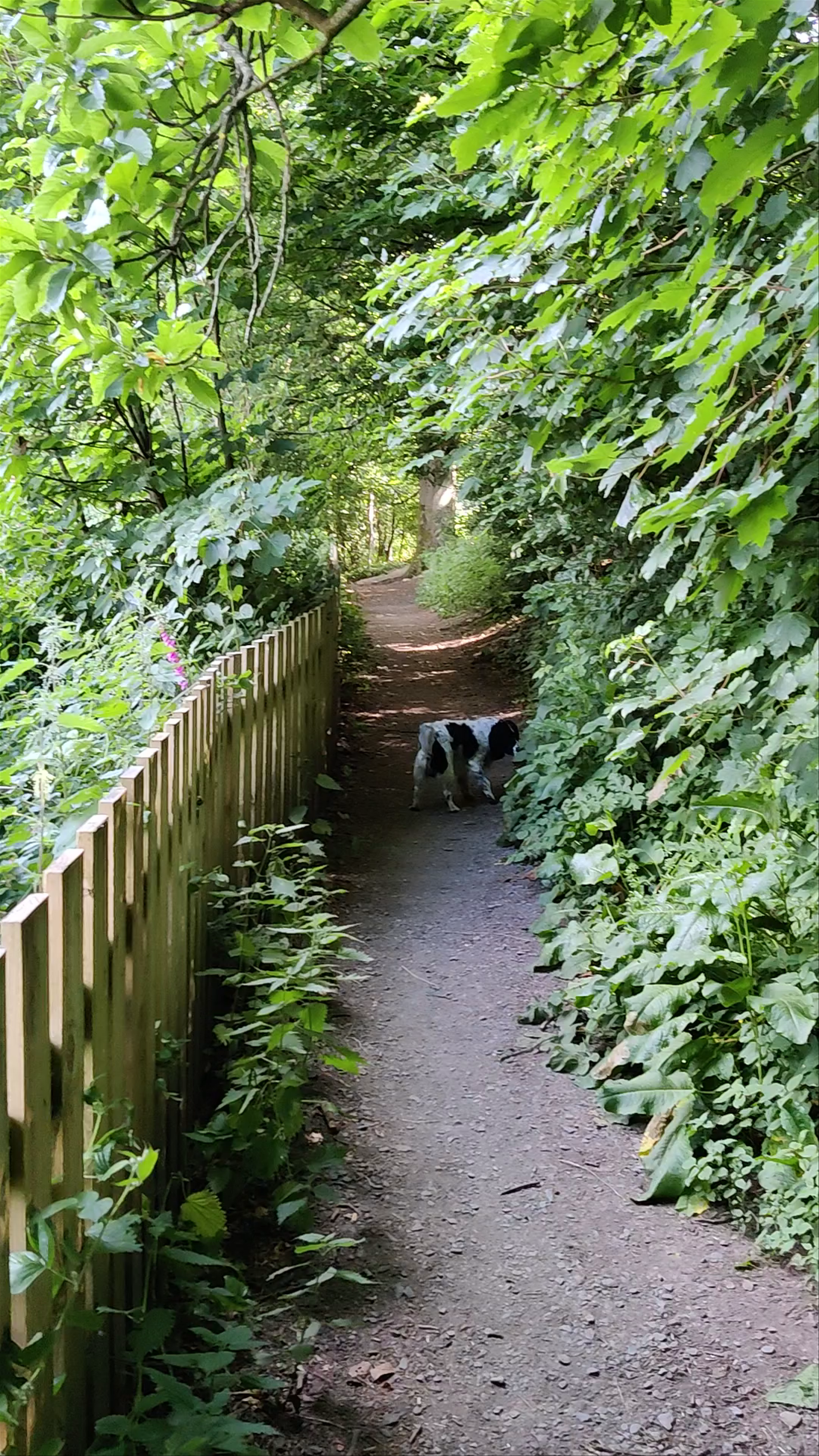 Serene Woodland Path and Panoramic Views at Kendal Snowsports Club