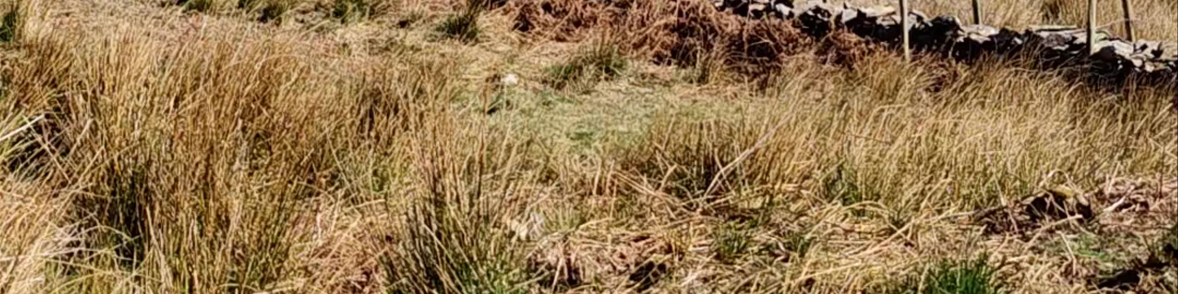 Craflwyn Nature Reserve
