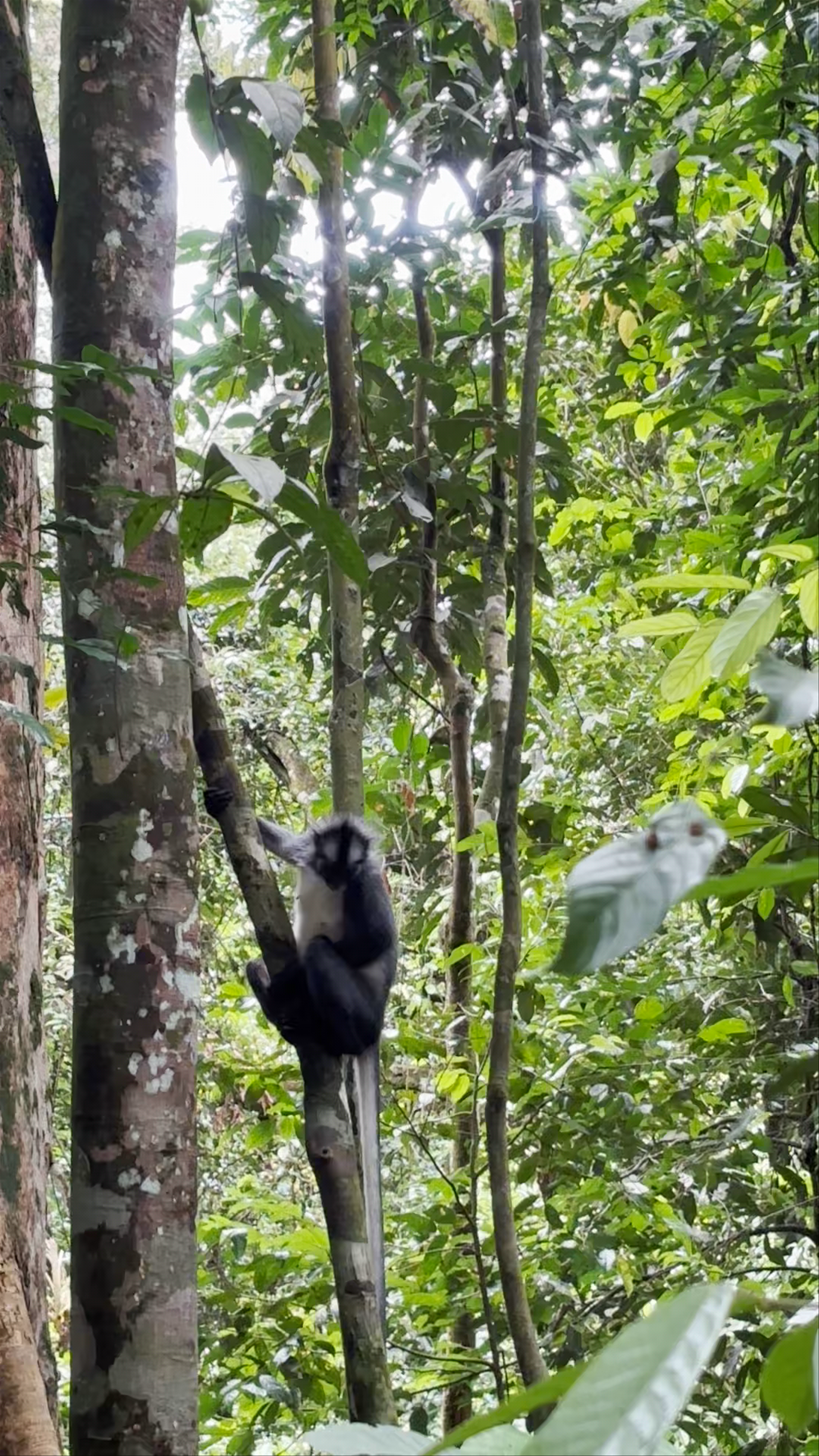 Bukit Lawang Wisata Alam