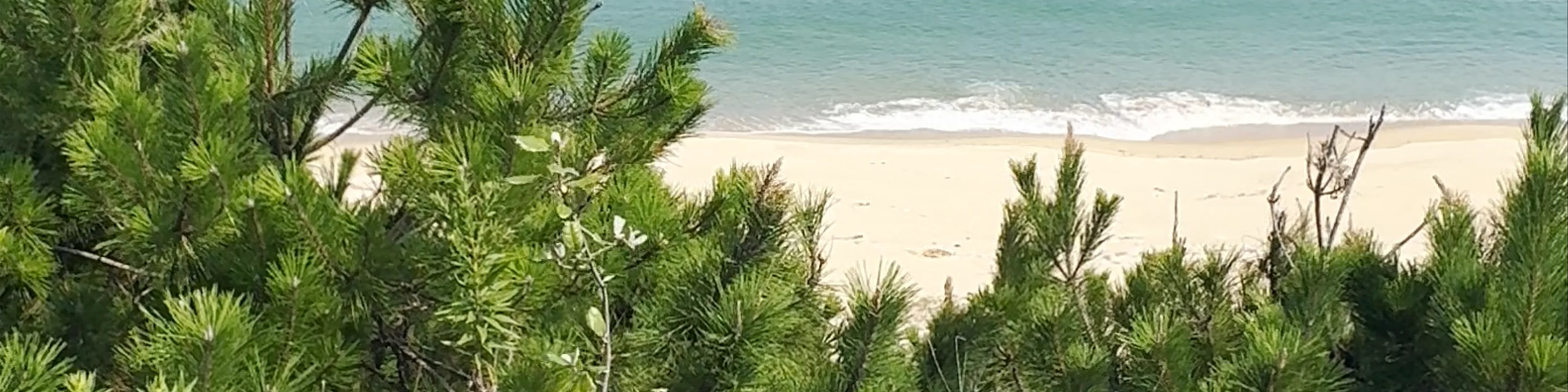 Uminonakamichi Seaside Park