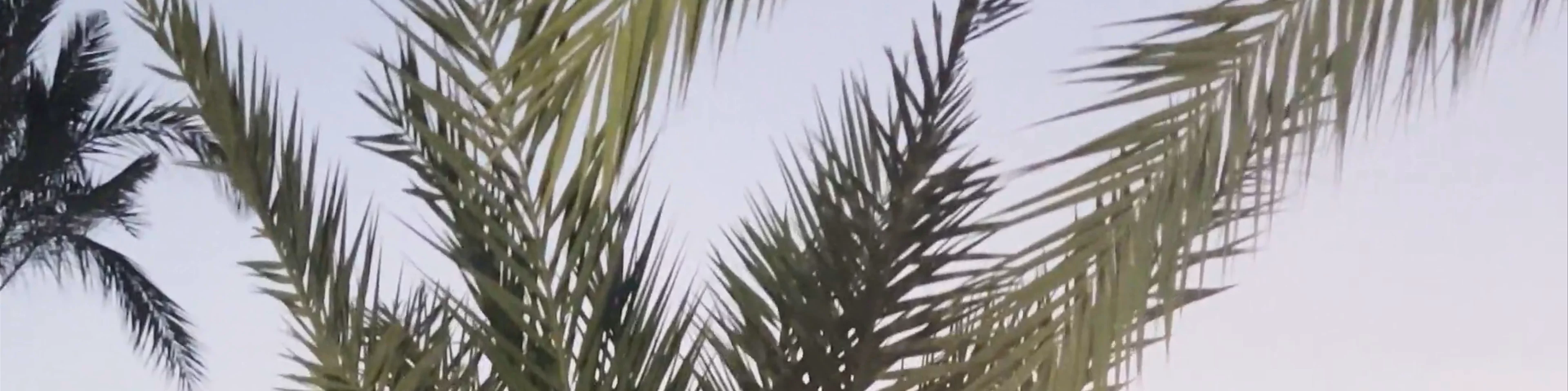 Palmeral de Orihuela