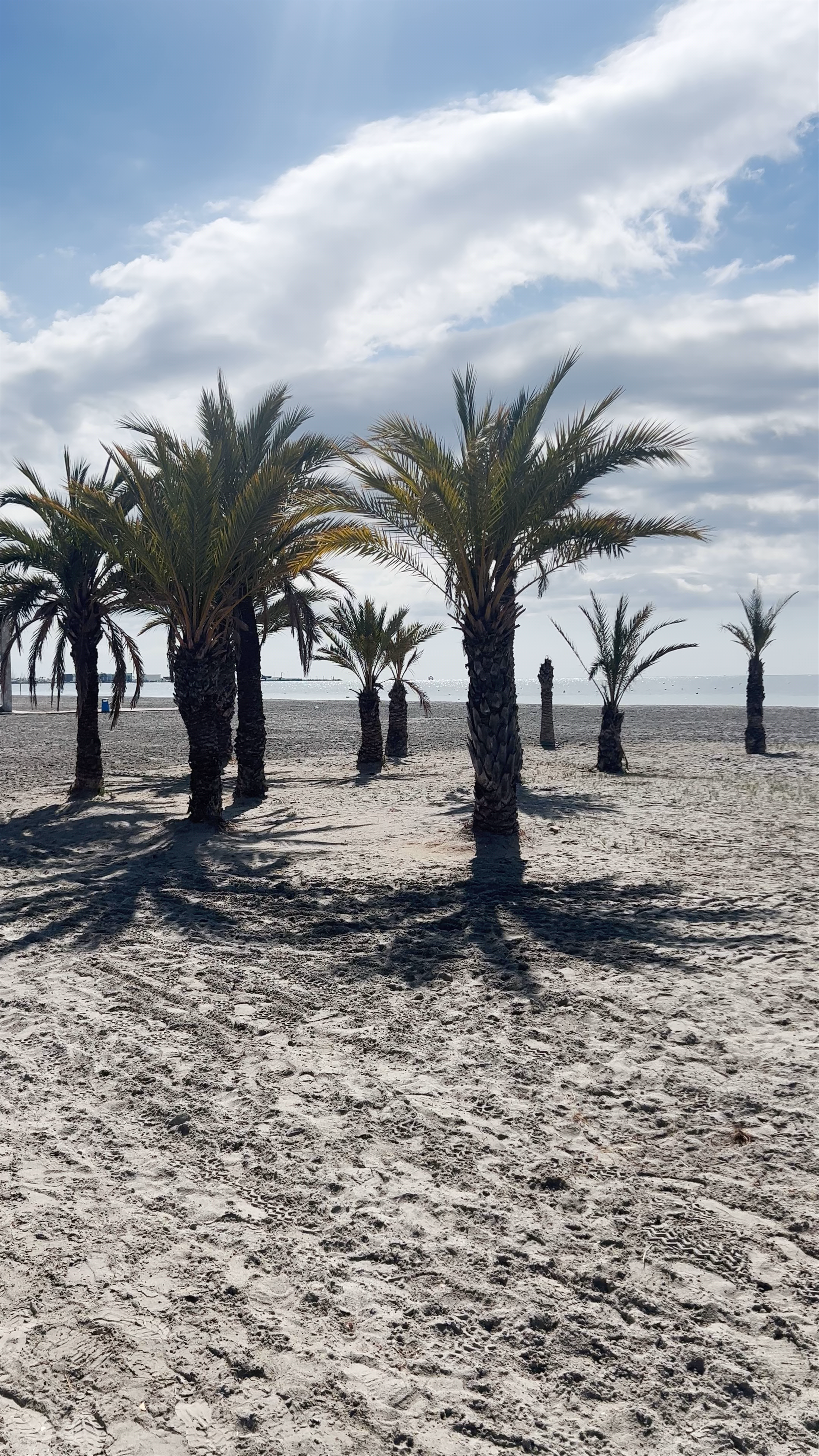 Sunlit Palm Trees on Playa Tamarit, Santa Pola