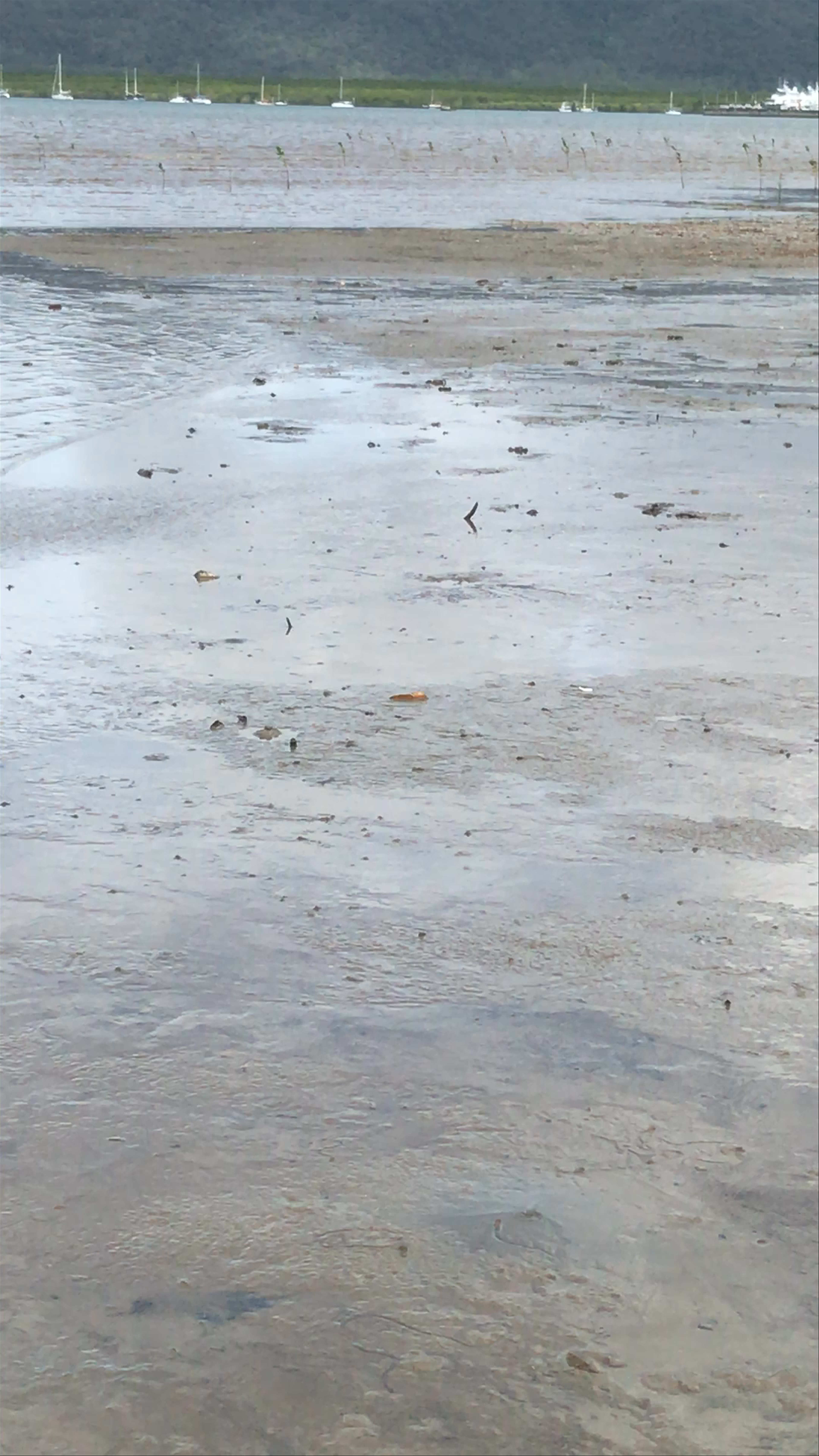 Low Tide Serenity at Cairns Esplanade Lagoon