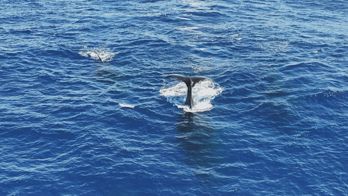 Humpback Whales in Antarctica animated gif