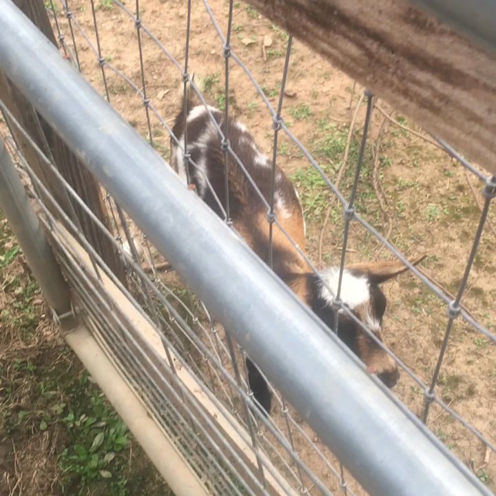 Hand Me Down Zoo - Petting Zoos Near Me - Winder, Georgia