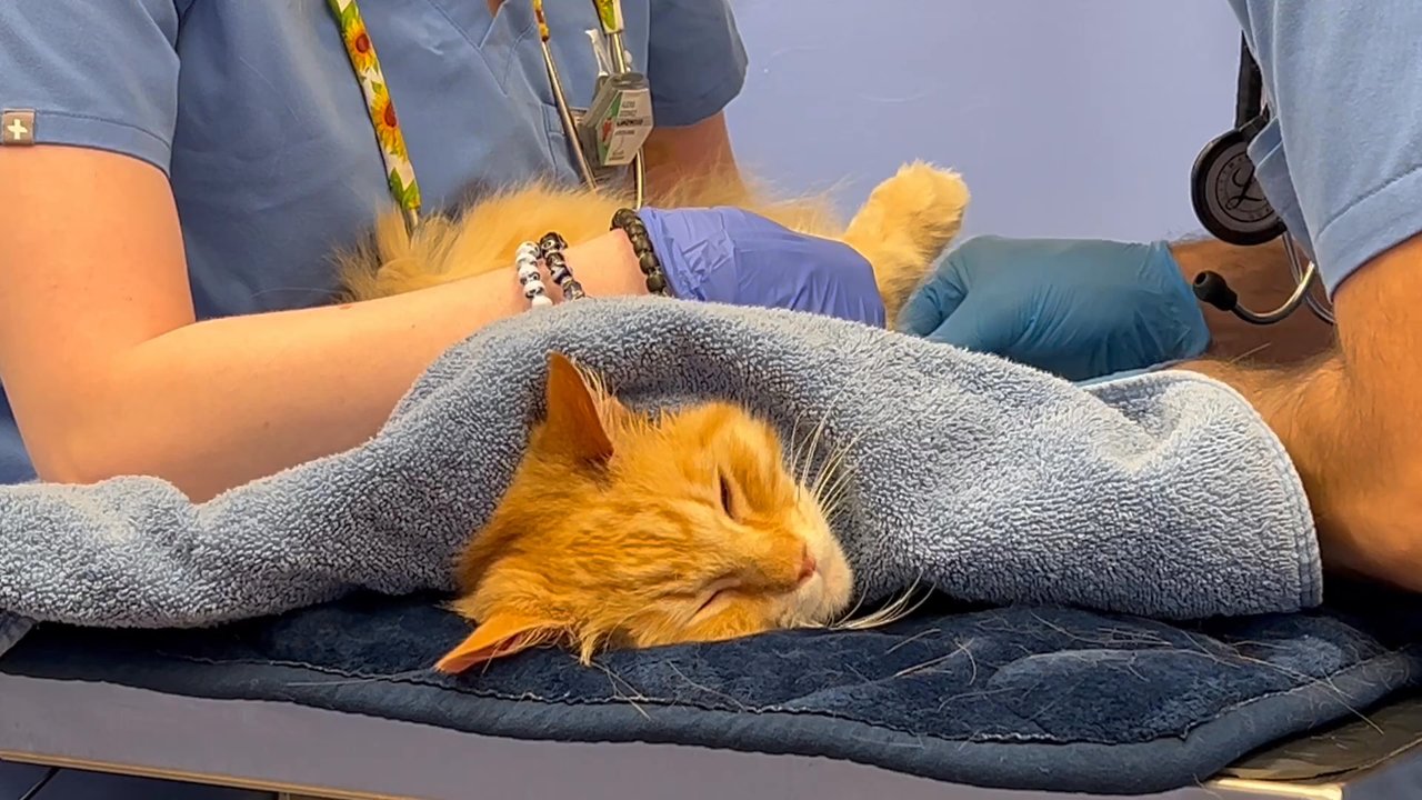 Modern Animal Lakewood - Sweet boy Alvin letting them get some blood for testing needed. He's so patient. - Veterinarians Near Me - Dallas, Texas