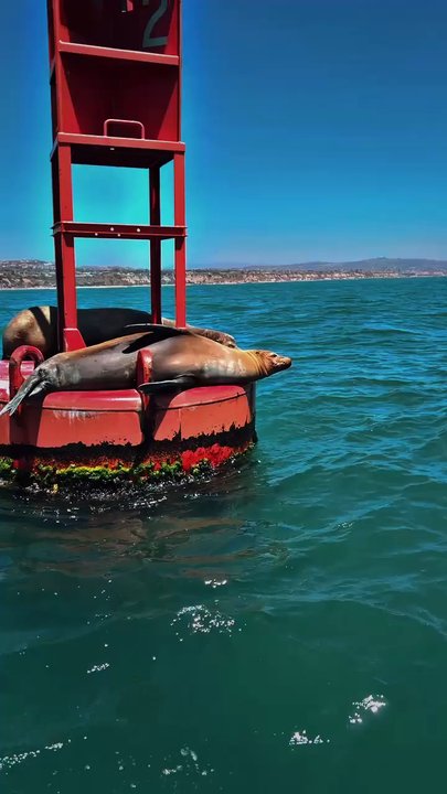 Pure Watersports - Sporting Goods Near Me - Dana Point, California