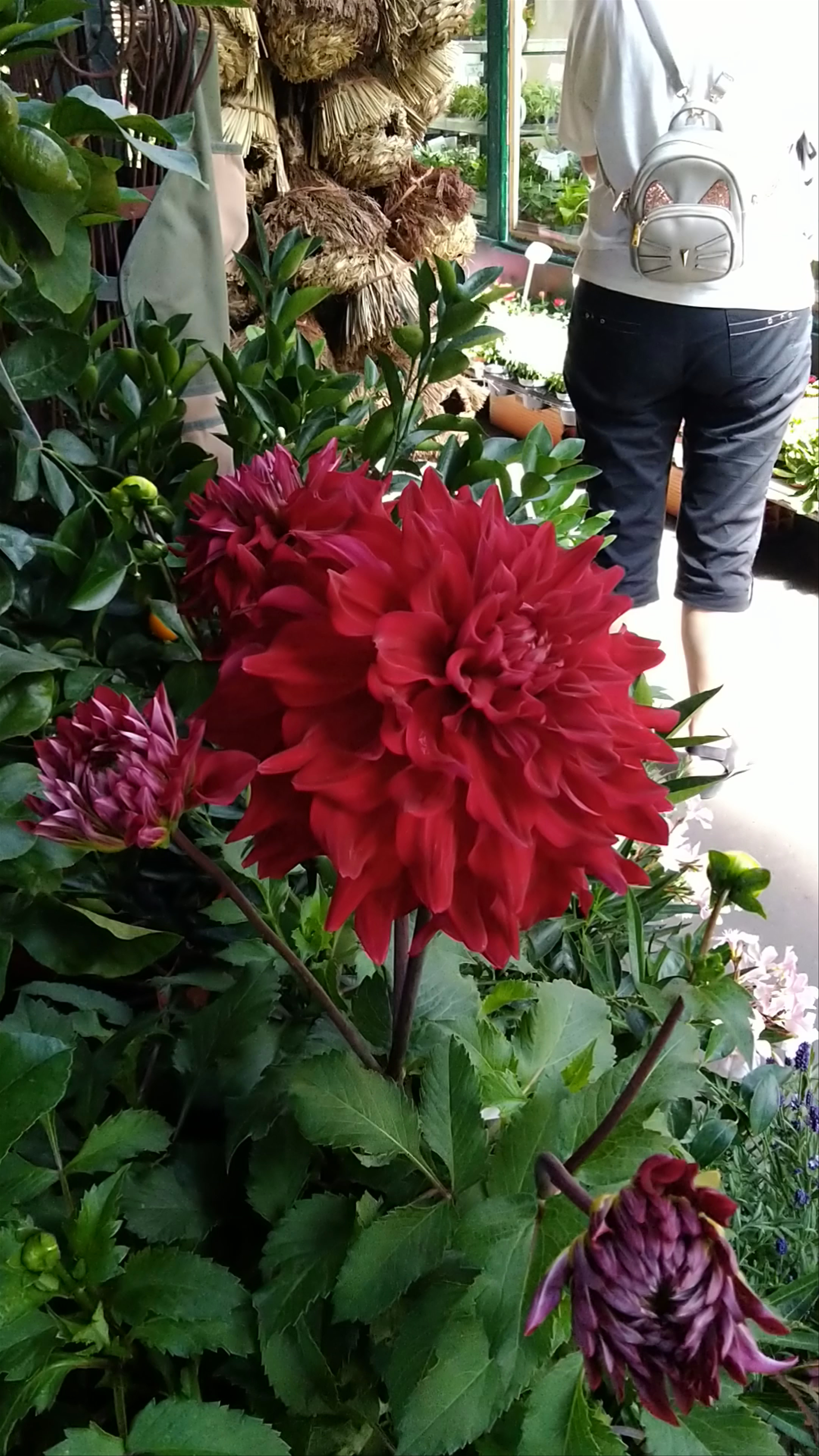 Marché aux Fleurs: A Blooming Oasis in Paris