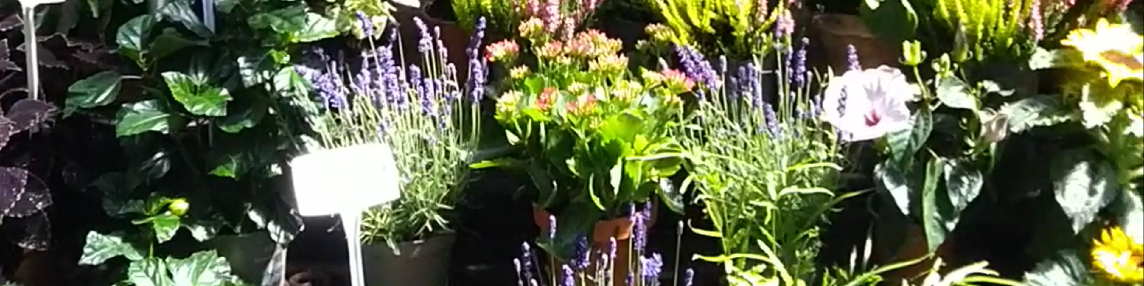 Flower Market