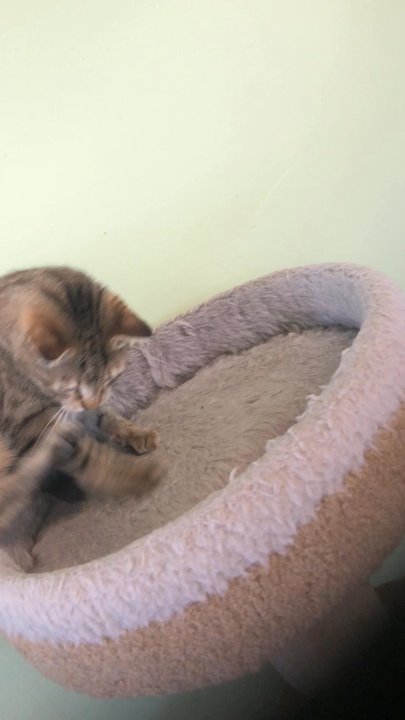 Cats Exclusive - Only way to do it right is to finesse the pussy , she loves it too take a look - Animal Shelters Near Me - Margate, Florida