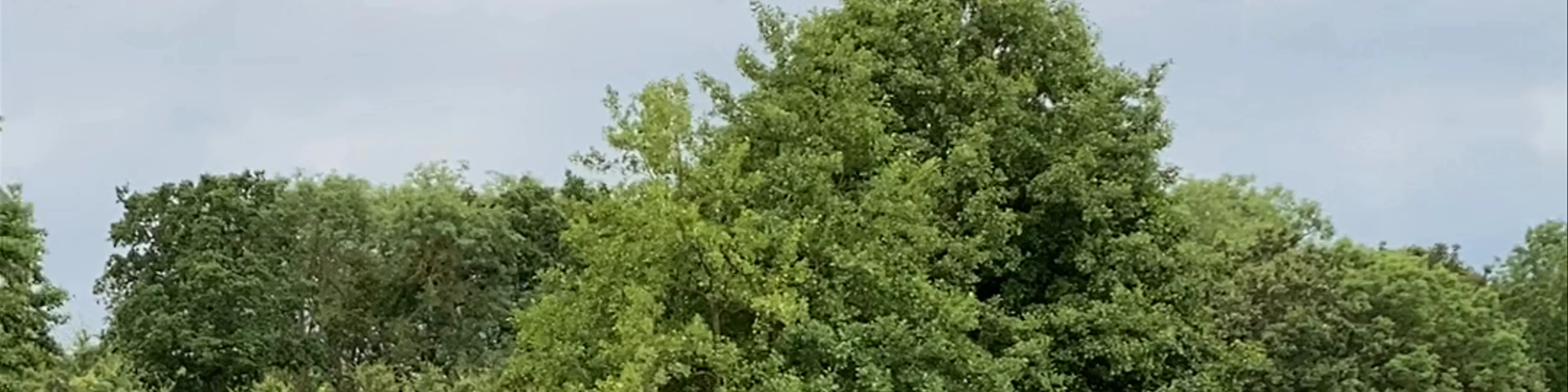 Belhus Woods Country Park Walk