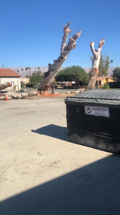Palm Desert Tree Service - Tree Services Near Me - Palm Desert, California