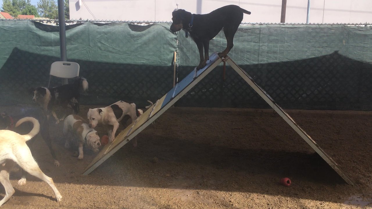 Pardise Dogs 24/7 - My dog loves VLPs! - Pet Groomers Near Me - Phoenix, Arizona