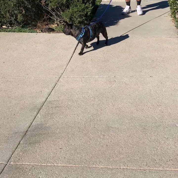 Breaking Bad Habits - This is before, chasing & lunging after a car. - Pet Training Near Me