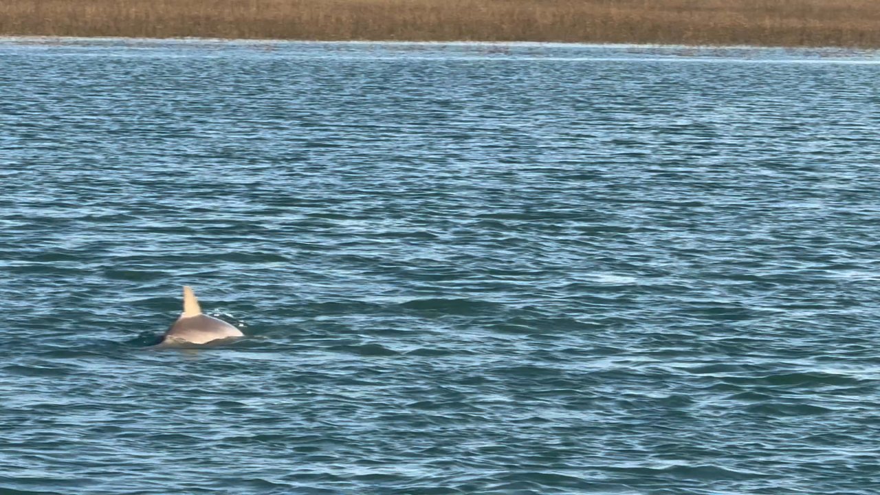 Crazy Sister Marina - Dolphins - Fishing Near Me - Murrells Inlet, South Carolina