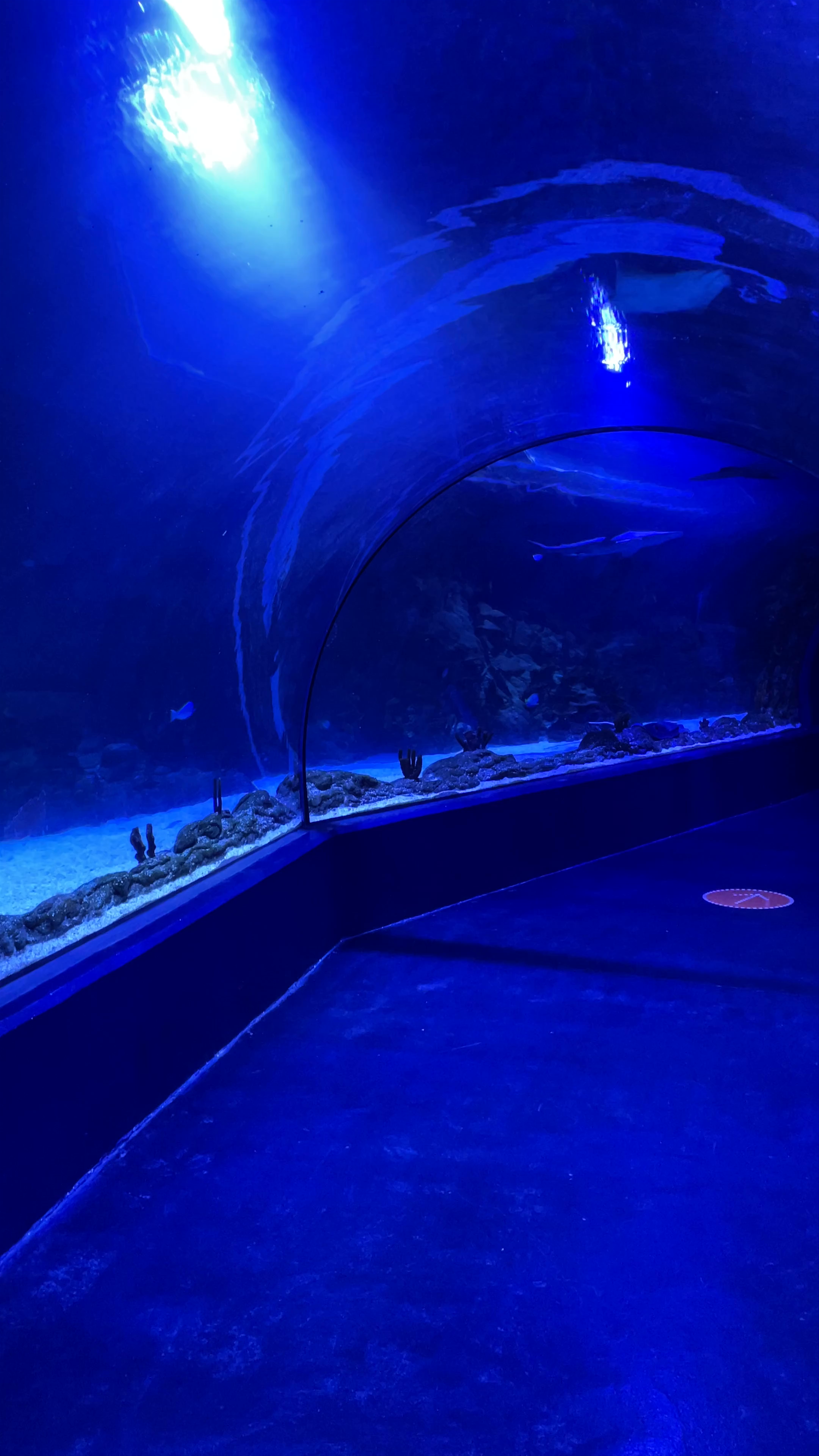 Atlantis Aquarium Madrid: Immersive Underwater Tunnel Experience