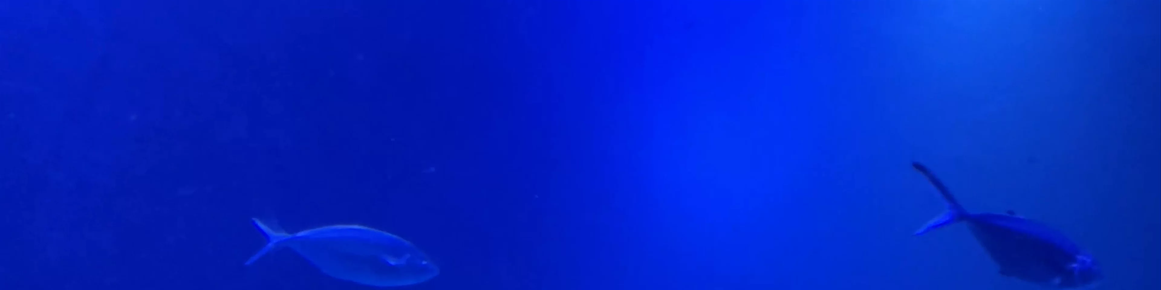 Atlantis Aquarium Madrid
