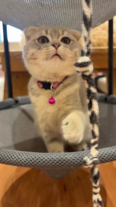 9 Whiskers Lounge - Themed Cafes Near Me - Katy, Texas