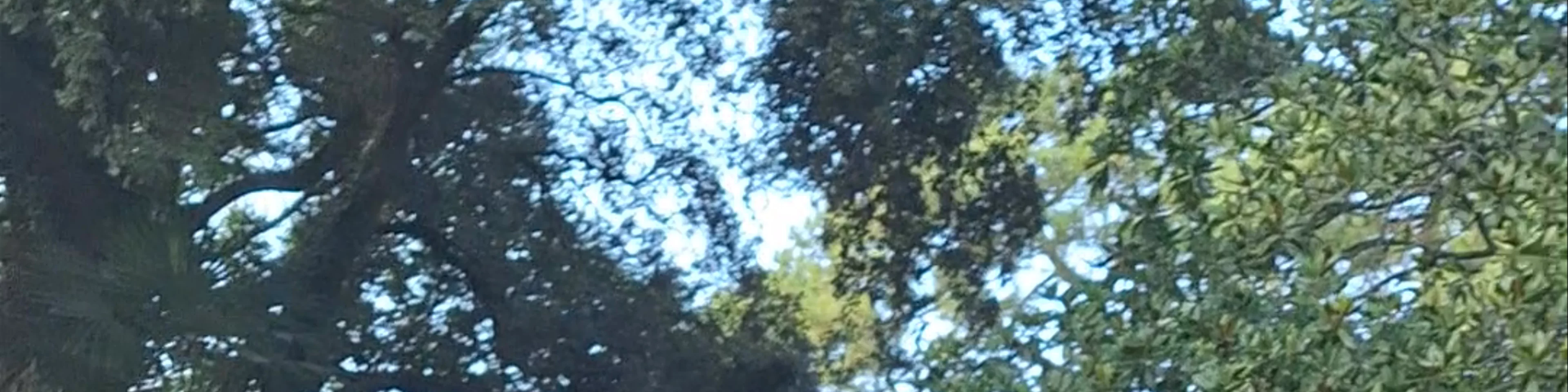 Parc des Dryades