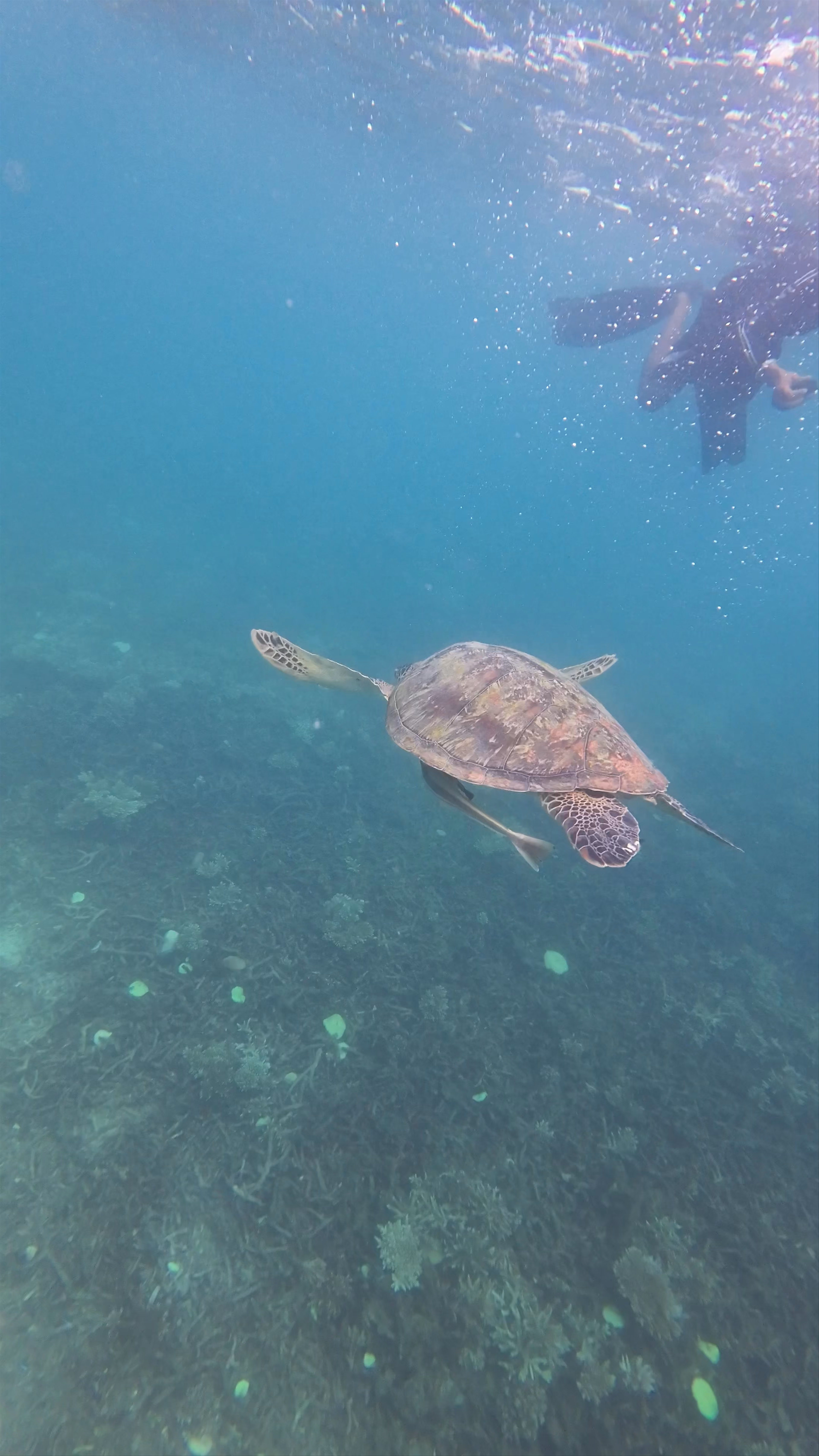 Underwater Encounter with Sea Turtles at Koh Nang Yuan, Thailand