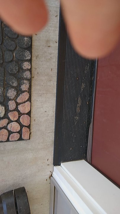 Crosstown Pest Control - An earwig graveyard - Pest Control Near Me - Coeur D'alene, Idaho