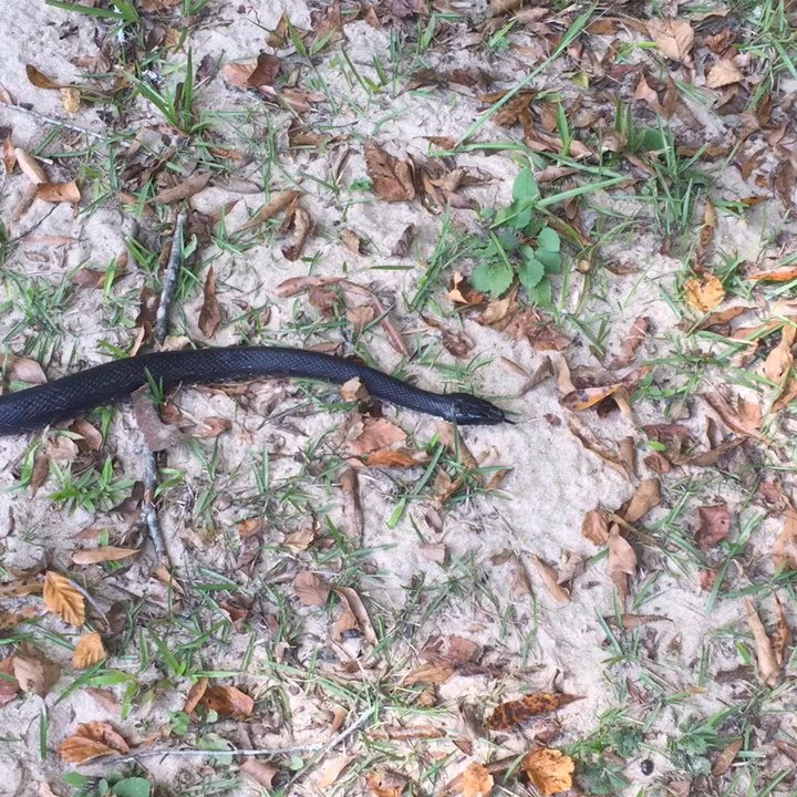 Costley Mill Park - The sign was right -Petulek found a snake. - Parks Near Me - Conyers, Georgia