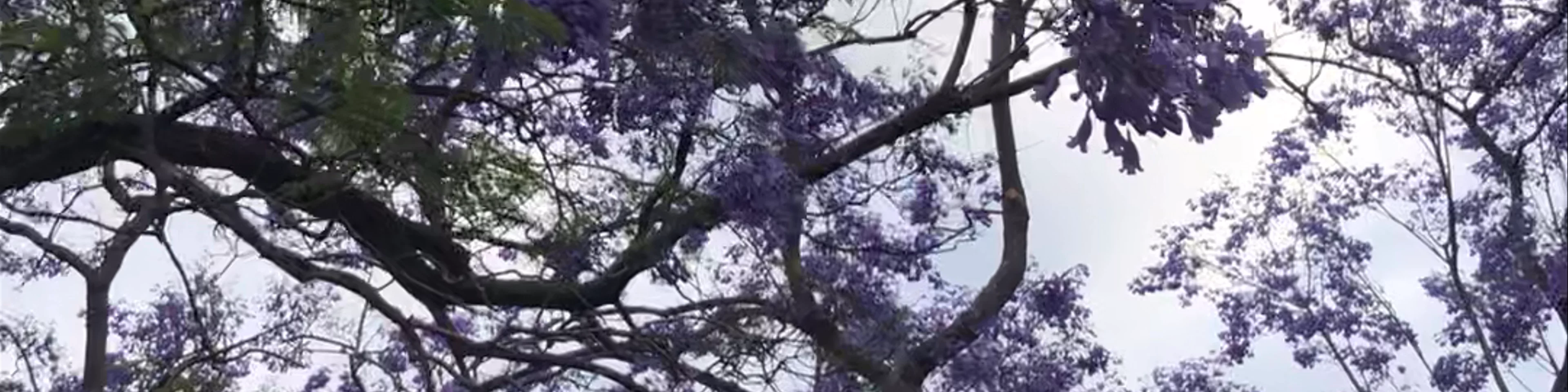 McDougall St Jacaranda Trees