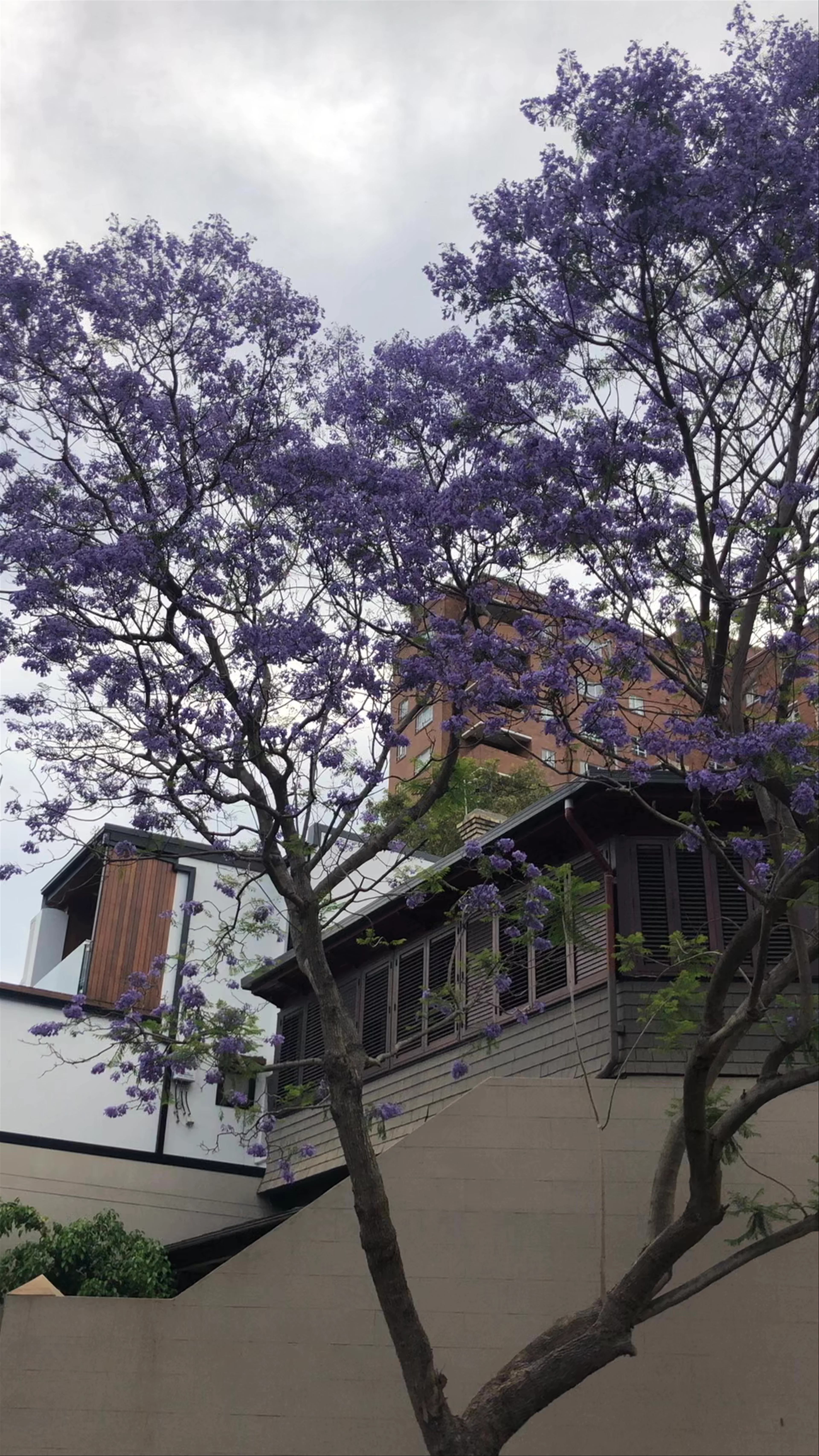McDougall St Jacaranda Trees