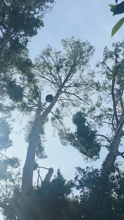 Hernandez Tree Services - Tree Services Near Me