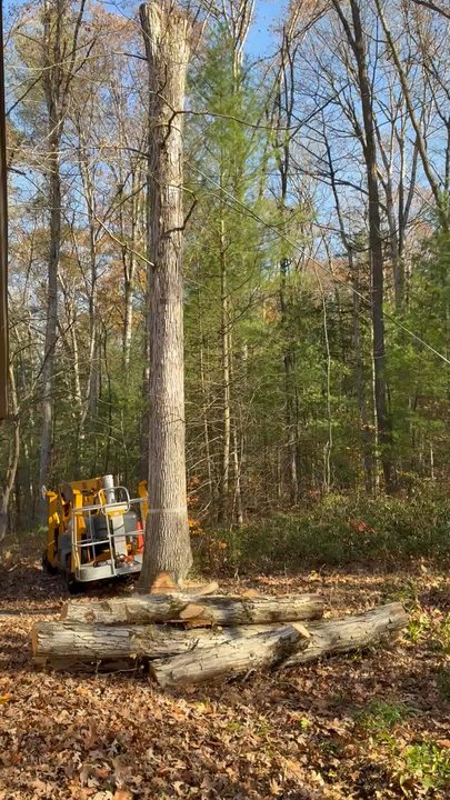 Daniel's Tree Removal - Tree Services Near Me - Lewistown, Pennsylvania