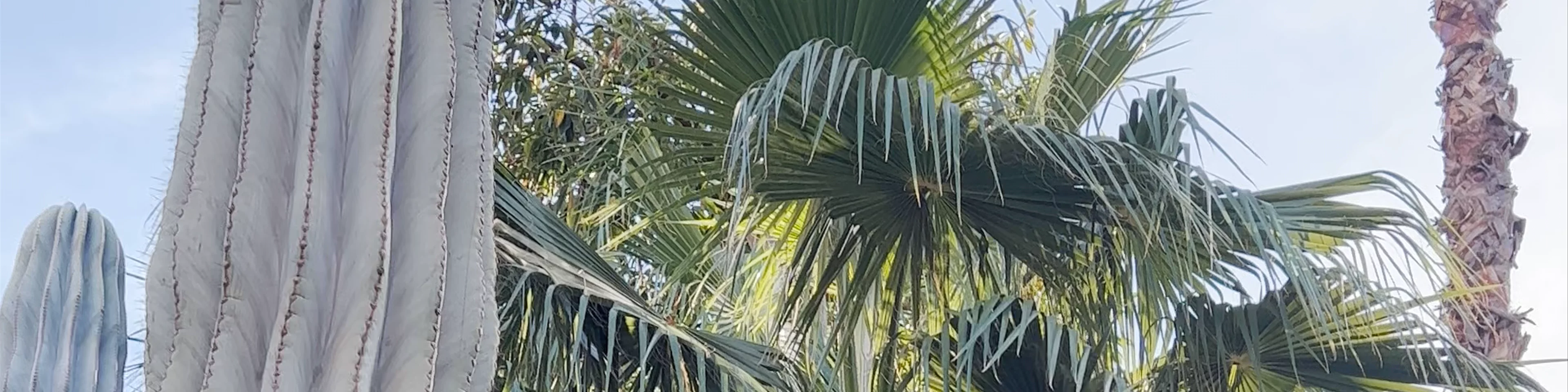 Jardin Majorelle