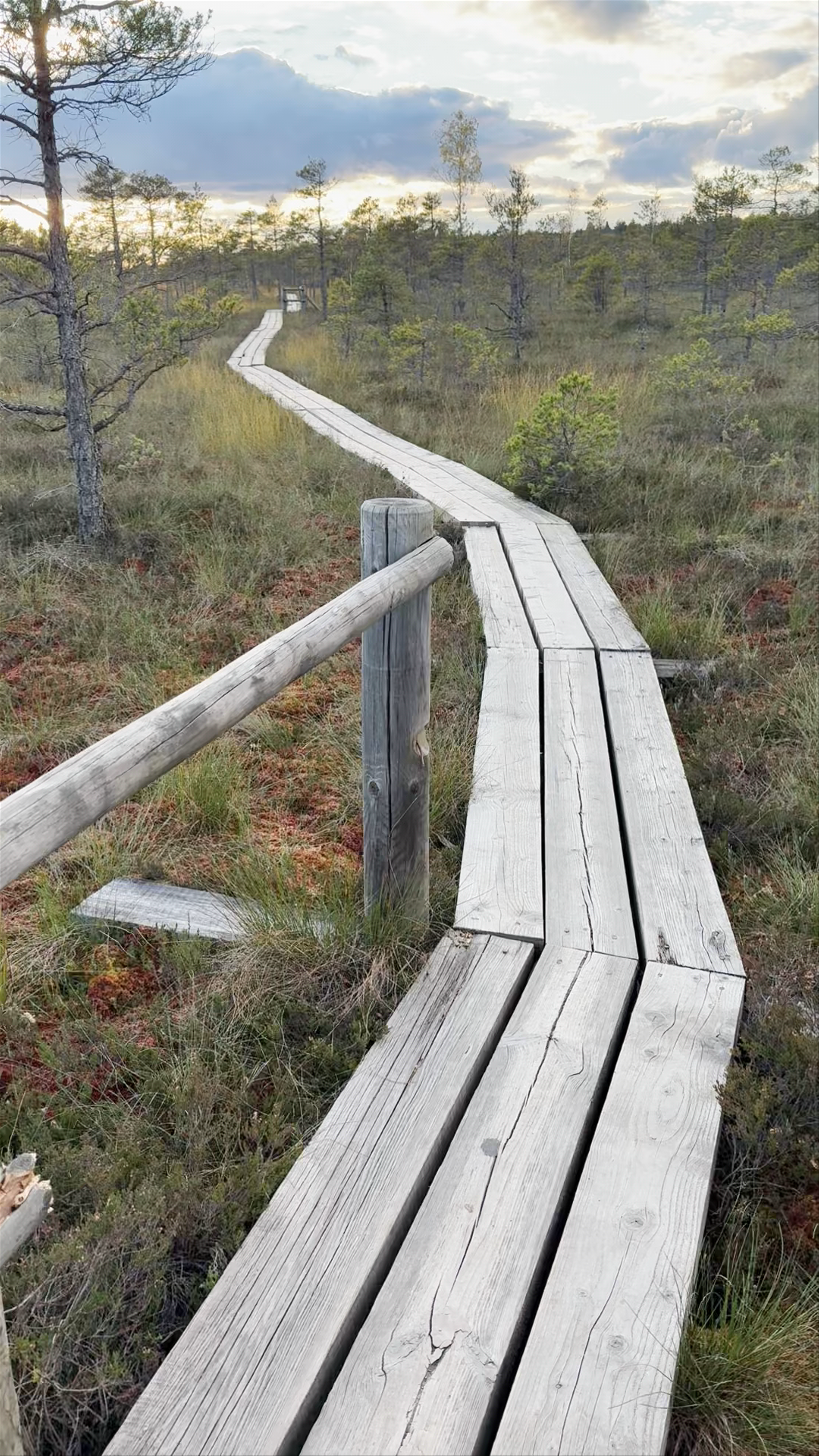 Kemeri Bog Board Walk Tower