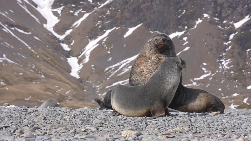 Antarctic fur seals poster
