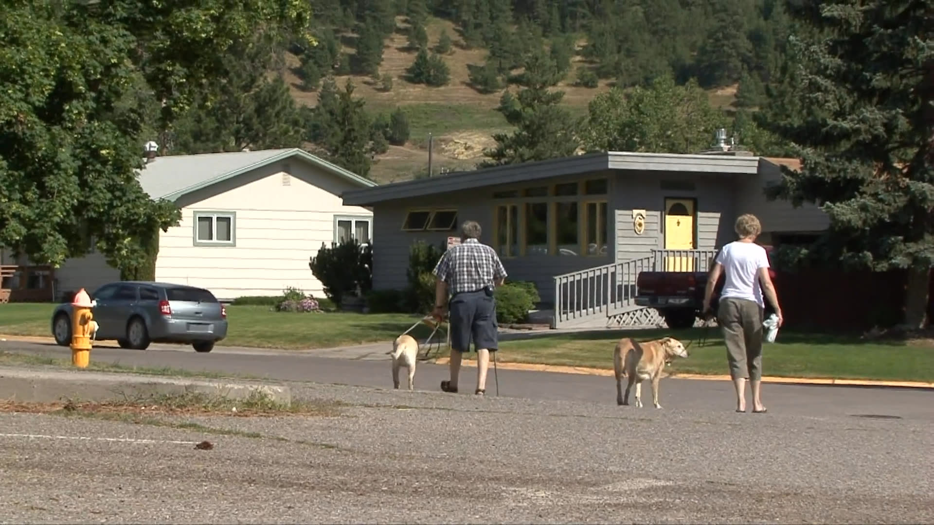 Golden retrievers explore a shallow stream before walking along a suburban street with their owners.
