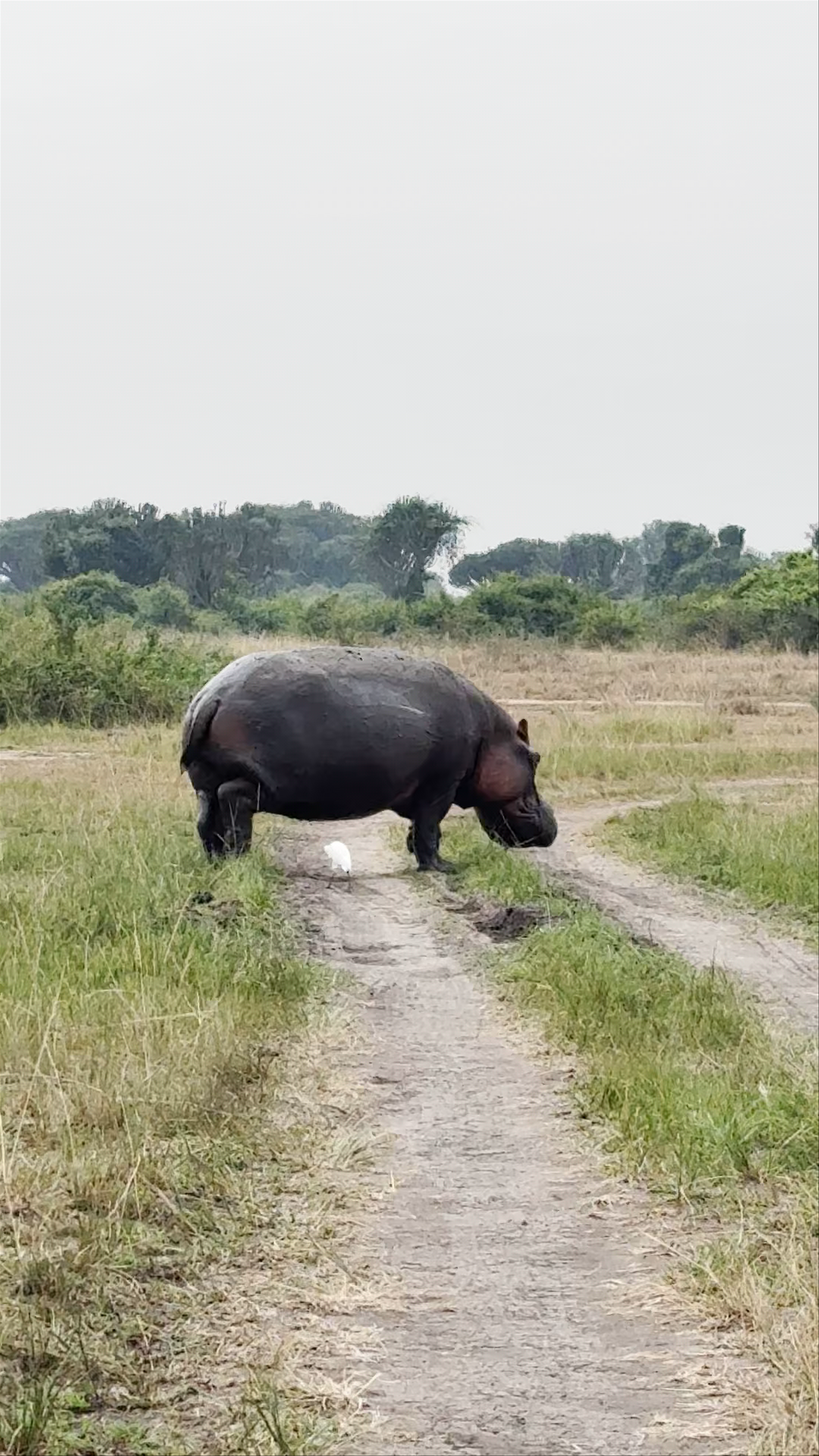 Queen Elizabeth National Park