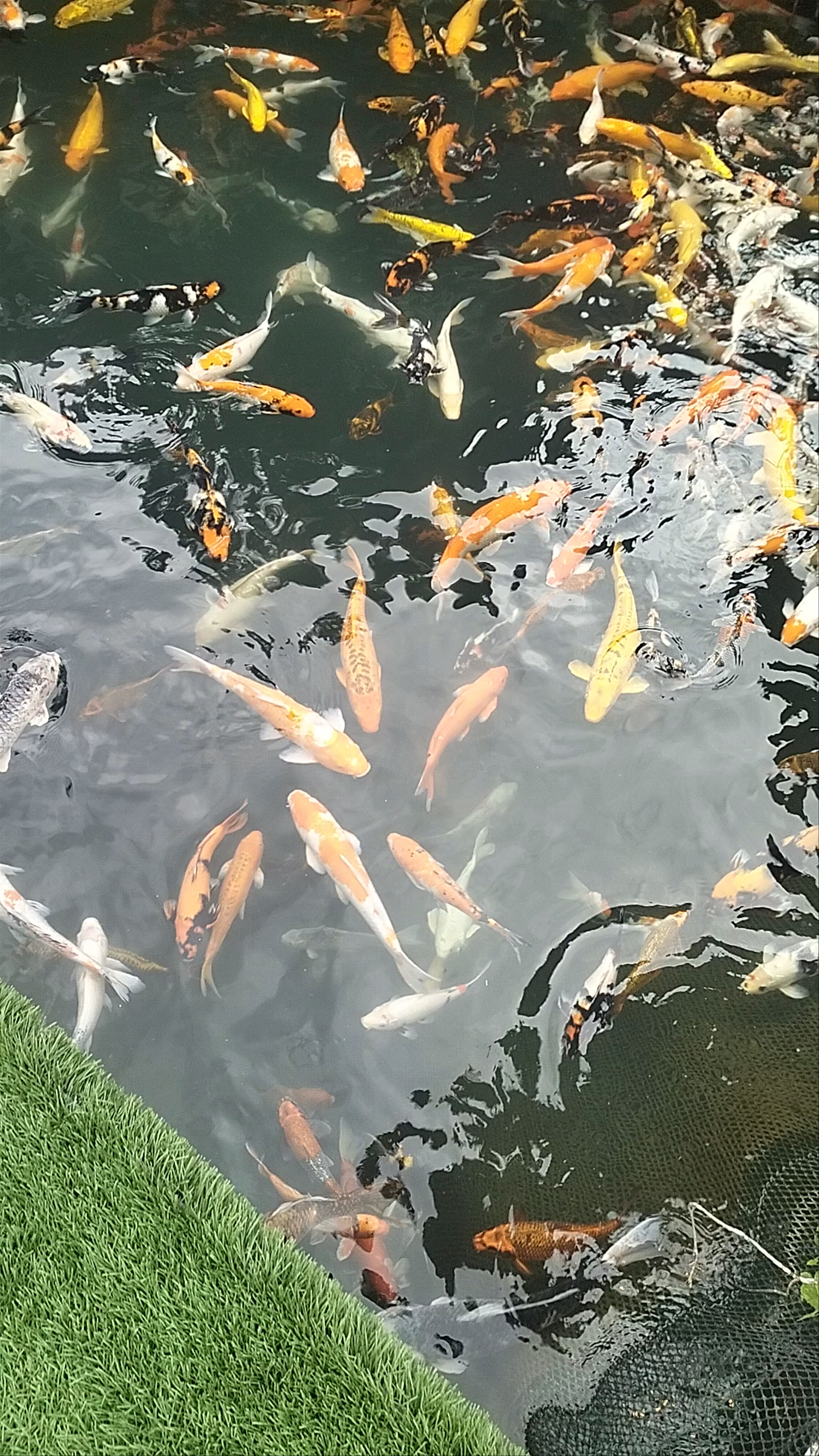 Peaceful Koi Pond at Phutawan Rafthouse in Surat Thani, Thailand