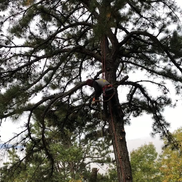 Felix Tree Expert - Tree being trimmed very skilled work. - Tree Services Near Me - Franklin, North Carolina