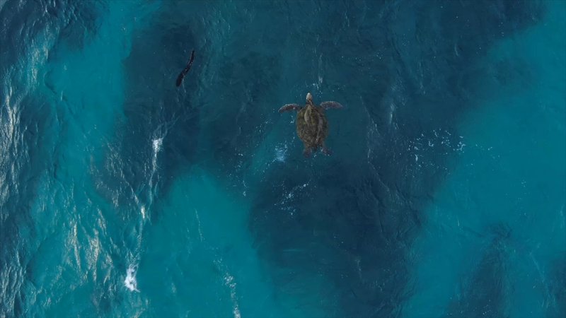 Green Sea Turtle from the Air poster