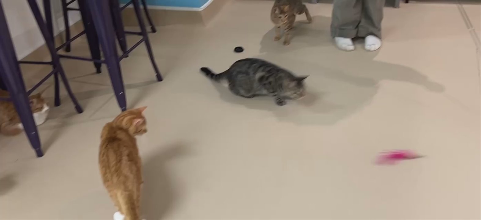 Patriot Pawsabilities - A slap. - Pet Adoption Near Me - Fairfax, Virginia