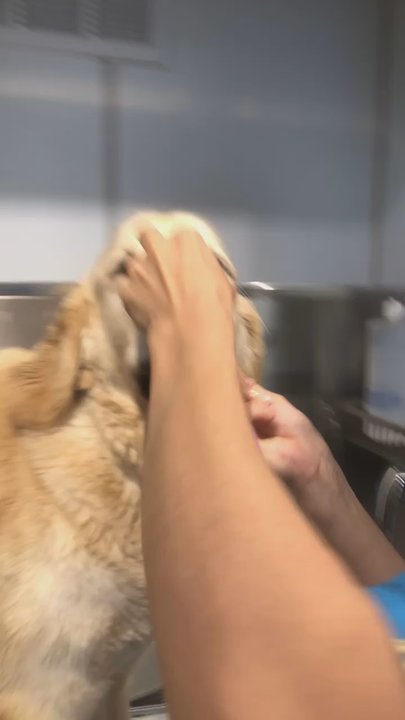 All Fur Paws - Bailey getting his teeth brushed! - Pet Groomers Near Me - Greenwich, Connecticut