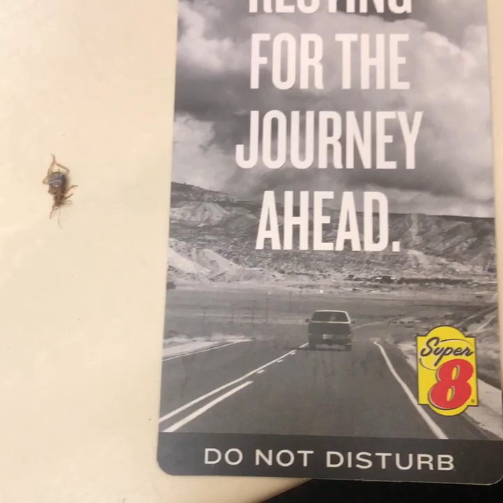 Super 8 by Wyndham Eagle River - I believe it's a cockroach! - Hotels Near Me - Eagle River, Wisconsin