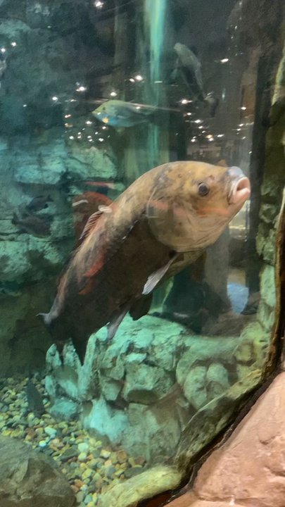 Bass Pro Shops - Fish in tank - Outdoor Gear Near Me - Council Bluffs, Iowa