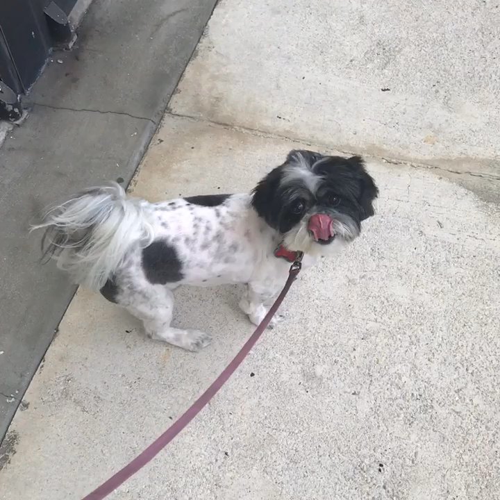 Dog City  - Fresh out of the groomers :P - Pet Groomers Near Me - Pompano Beach, Florida