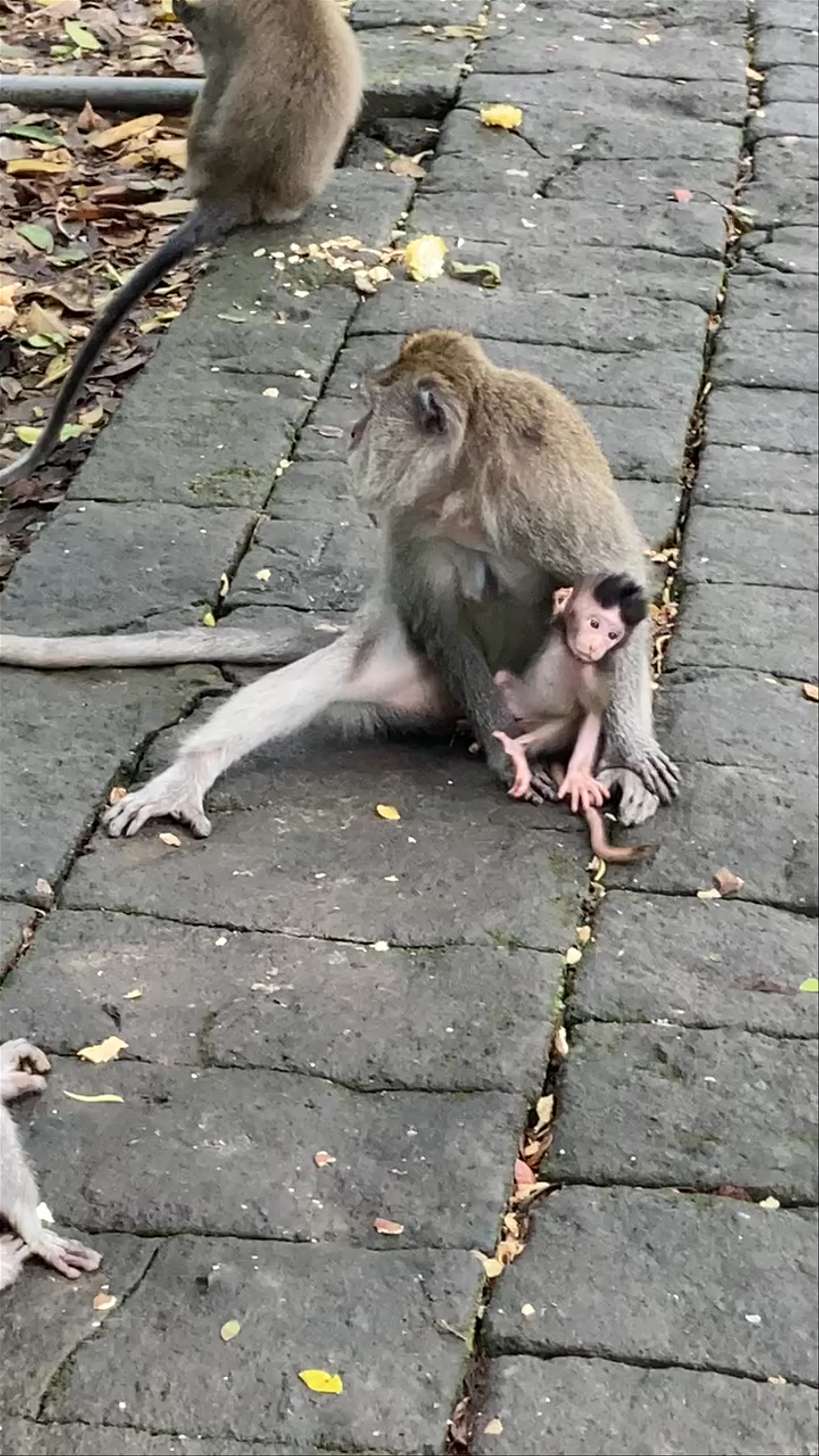 Monkey Forest: A Close Encounter with Bali's Playful Long-Tailed Macaques