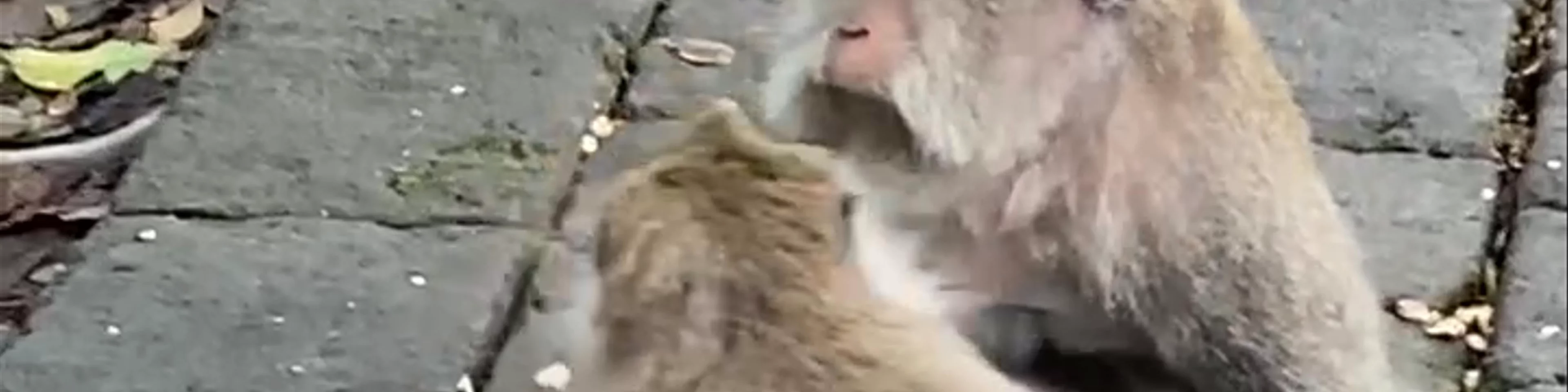 Monkey Forest