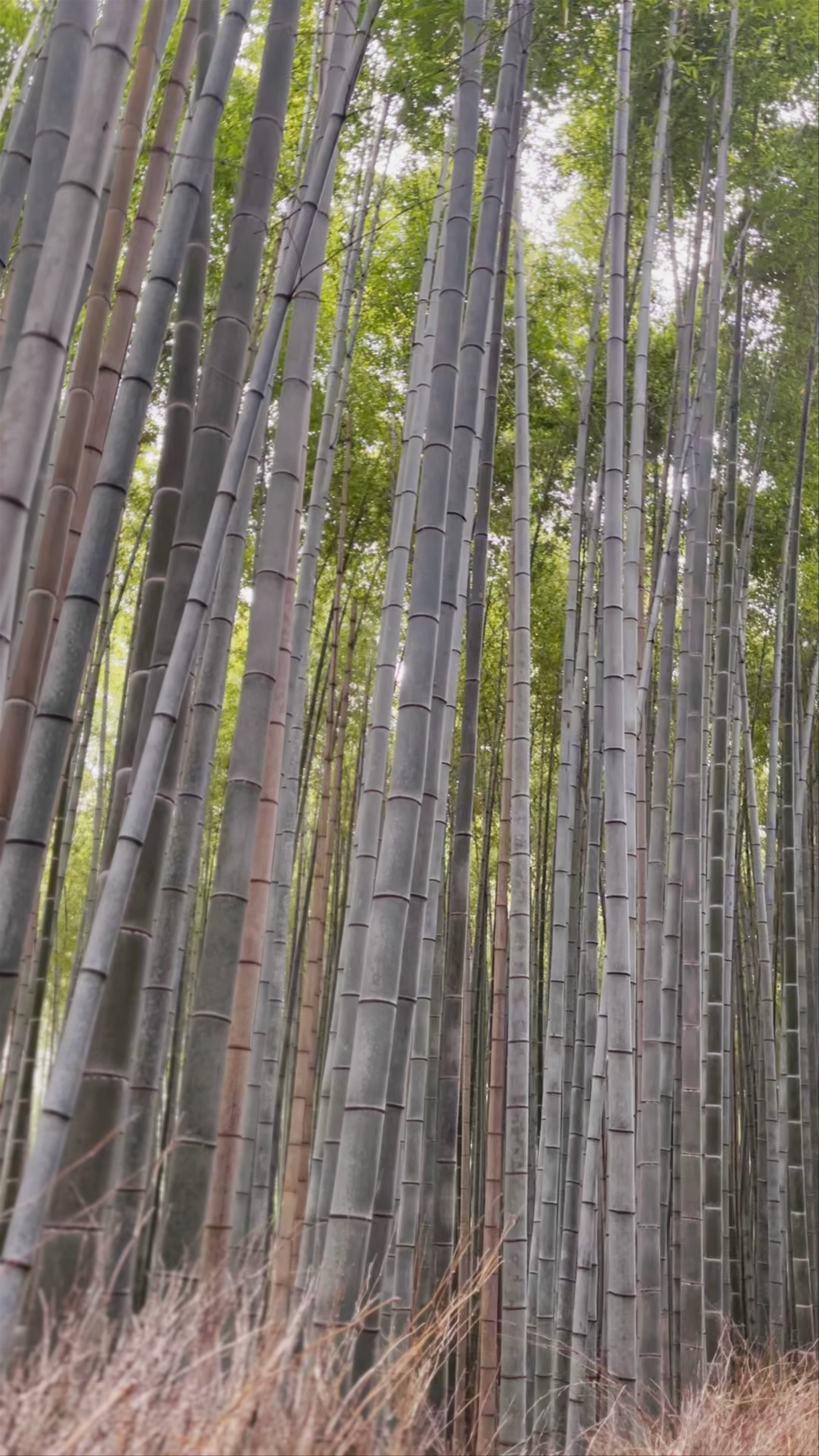 Arashiyama Bamboo Forest: A Serene Sanctuary in Kyoto