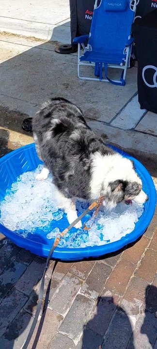 Pints N' Paws - Pup cooling off - Festivals Near Me - Sanford, Florida