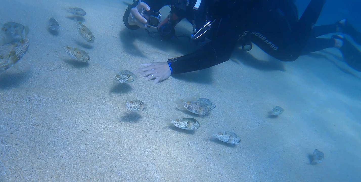 Dive Cabo - Baby playful puffers - Scuba Diving Near Me - Cabo San Lucas, BCS