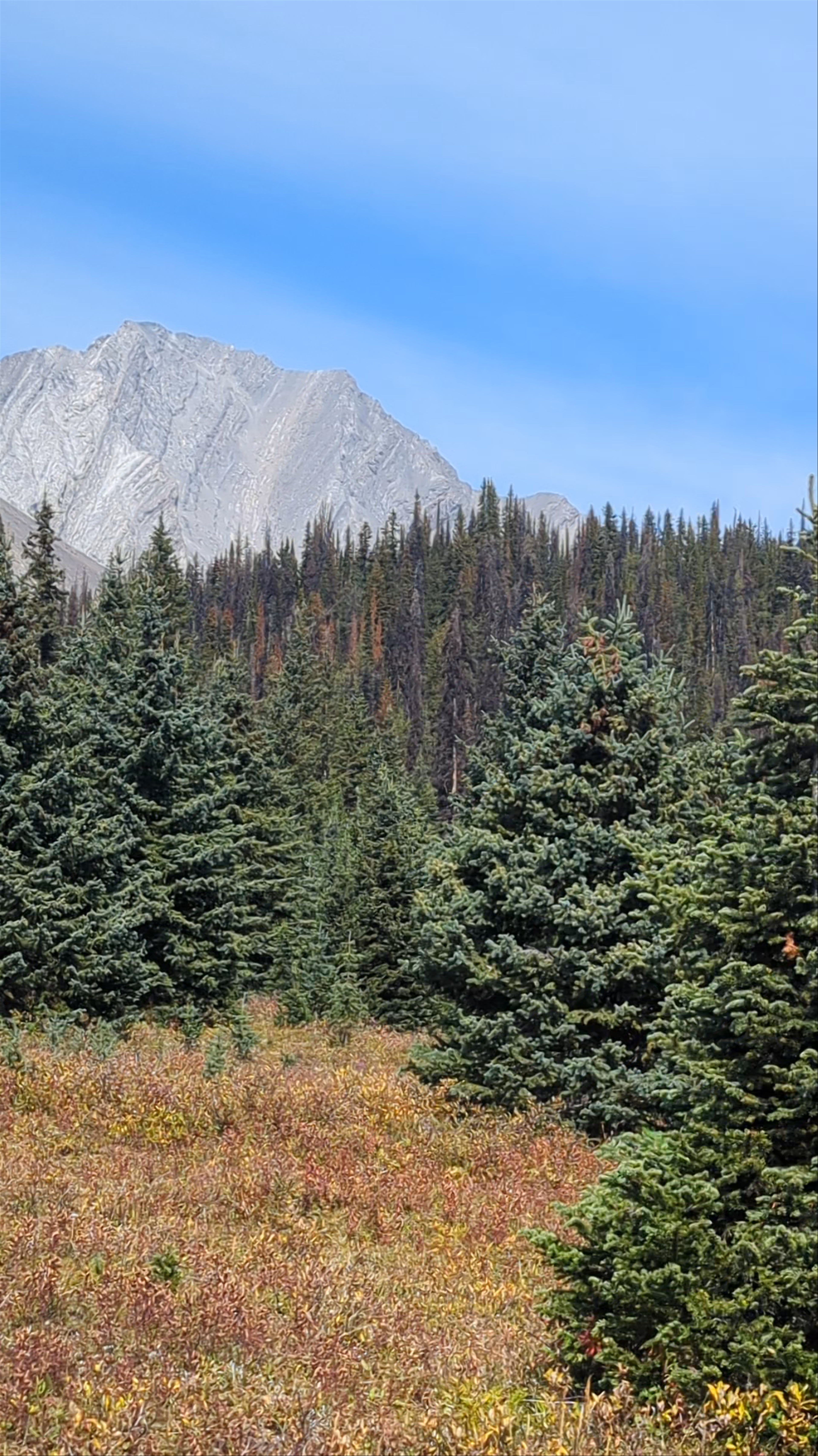 Chester Lake: Serene Wilderness Escape in Kananaskis, Alberta